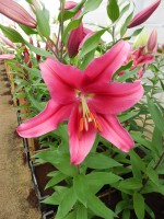 [4274 Merapi Mak No02.JPG]